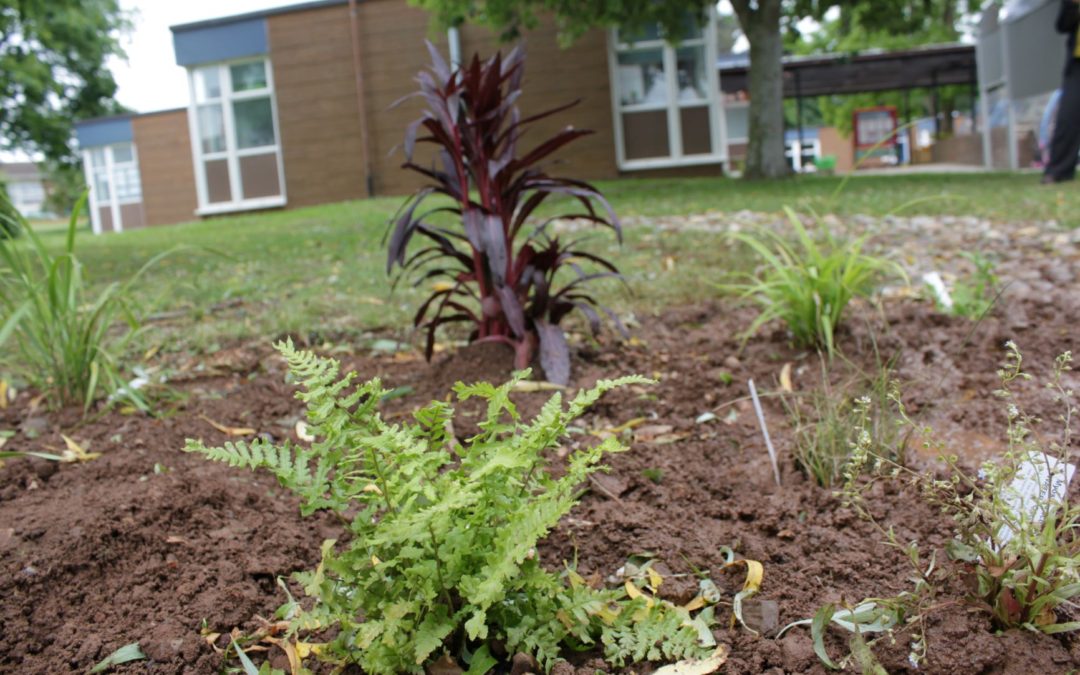Planting days at our 5W schools